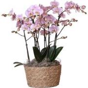 Kolibri Orchids | Complete Orchideeën set in Reed Basket | drie Kikkio...