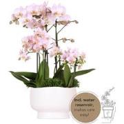 Kolibri Orchids | roze plantenset in Scandic dish incl. waterreservoir...