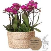 Kolibri Orchids | paarse plantenset in Reed Basket incl. waterreservoi...