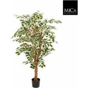 Mica Decorations ficus hawaii - 135x75 groen bont in plastic pot