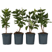 Syringa vulgaris 'Ludwig Spath' sering - Set van 4 - Pot 17cm - Hoogte...