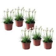 Armeria maritima - Set van 6 - Witte tuinplanten - Pot 12cm - Hoogte 2...