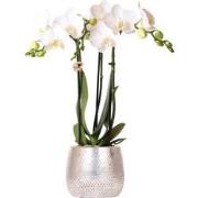 Kolibri Orchids | witte Phalaenopsis orchidee - Amabilis + Elite pot s...