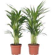 Dypsis Lutescens - Set van 4 - Areca - Goudpalm - Pot 17cm - Hoogte 60...