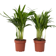 Dypsis Lutescens - Set van 2 - Areca - Goudpalm - Pot 12cm - Hoogte 30...