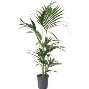 howea forsteriana - Kentia Palm - Pot 18cm - Hoogte 90-100cm