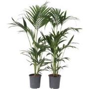 Howea Forsteriana - Set van 2 - Kentiapalm - Pot 18cm - Hoogte 90-100c...