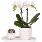 Kolibri Company | Plantenset Slow Living small  | Witte Phalaenopsis O...