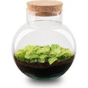 URBANJNGL - Plant Terrarium - Noah - DIY kit - ? 20 cm