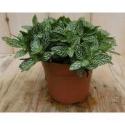 2 stuks! Kamerplant Mont Blanc Fittonia Verschaffeltii