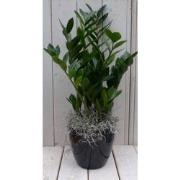 Zamioculcas in zwart/antraciete pot 55 cm