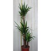 Kamerplant Yucca 120 cm