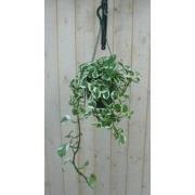 Hangplant Epipremnum groen wit