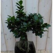 Kamerplant Bonsai Ficus Microcarpa 50 cm