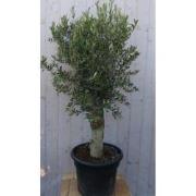 Olijfboom Olea stamhoogte 50 cm en boomhoogte 150 cm Redelijk Dikke St...