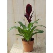 Bromelia donkerrood 30 cm