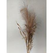 Pampas gras bosje met blad 75cm -bruin