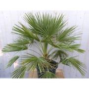 winterharde palmboom chamaerops humilis 100 cm hoog