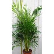 Kamerplant Arecapalm 120 cm