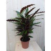 Calathea Wave Star Pauwenplant smal donkergroen blad 60 cm