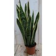 Kamerplant Vrouwentong Sansevieria geelbont 50 cm