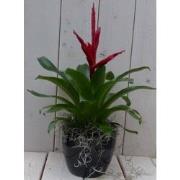 Bromelia zwarte/antraciete pot 30 cm