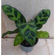 Calathea Makoyana Pauwenplant Klein