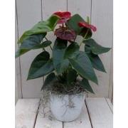 Flamingoplant Anthurium rood in witte pot 40 cm