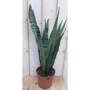 Kamerplant Vrouwentong Sansevieria donkergroen 50 cm