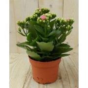 2 stuks! Kalanchoe roze