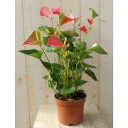 Flamingoplant Anthurium roze 60 cm