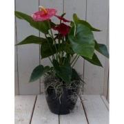 Flamingoplant Anthurium rood in zwarte/antraciete pot 40 cm