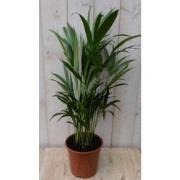 Kamerplant Goudpalm 60 cm