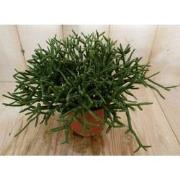 2 stuks! Kamerplant  Nature Rhipsalis Burchellii