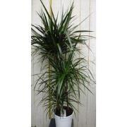 Kamerplant Drakenbloedboom Dracaena Marginata smal blad Groen 120 cm