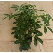 Schefflera Vingersboom Bont Klein