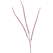 Kunst Horsetail spray x3 fuchsia 115 cm