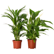 Areca & Spathiphyllum - Mix van 2 - Pot 17cm - Hoogte 60-75cm