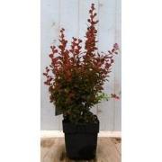 2 stuks - Berberis rood 40 cm