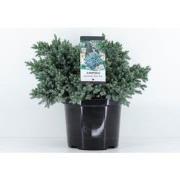 Juniperus squamata blue star 45 cm