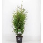 Thuja occidentalis brabant 60-80 cm