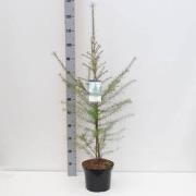 Larix decidua 80-150 cm