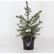 Picea omorika 30-40 cm