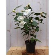 Camelia wit 50 cm