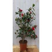 Camelia rood 80 cm