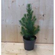 Conifeertje boompje pinus pinea silver crest 40 cm bladhoudend