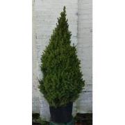 Gewone kerstboom in pot Picea Conifeer 100-150 cm