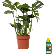 Monstera Deliciosa - Pokon - XL Kamerplant - Pot 21cm - Hoogte 70-80cm