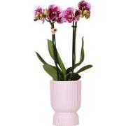 Kolibri Orchids | Roze paarse phalaenopsis orchidee - El Salvador + Di...