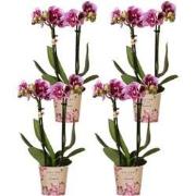 Kolibri Orchids | COMBI DEAL van 4 roze paarse phalaenopsis orchideeën...